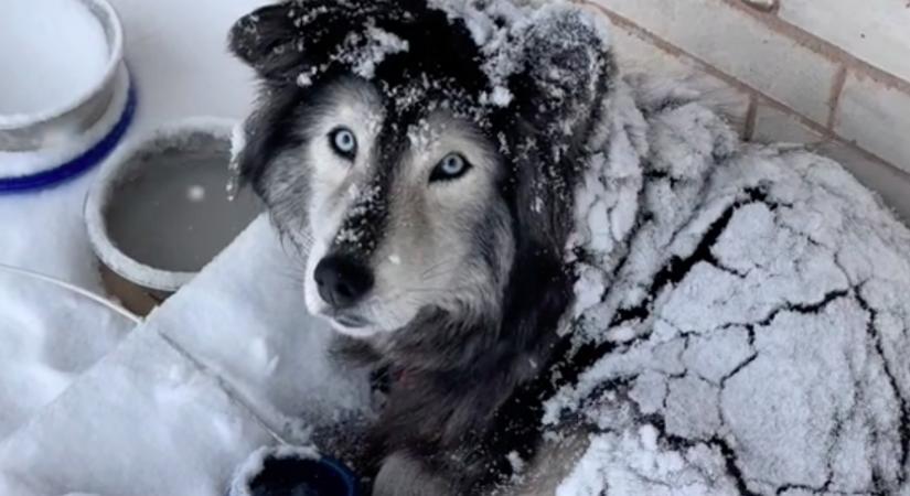 A kertben töltötte a hóvihart a husky: de a helyzet más, mint amilyennek tűnik - Videó