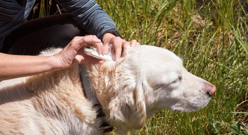 6 tipp, amivel csökkentheted az esélyét, hogy a kertedben kullanccsal találkozol