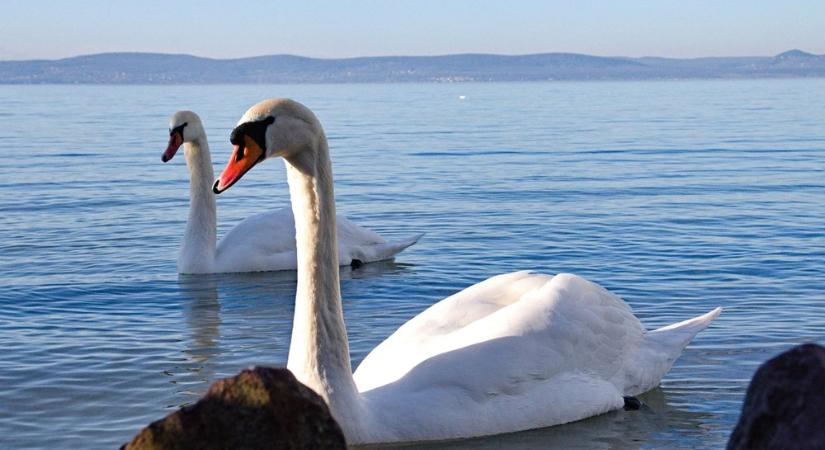 A magyar vizek királyai – Hattyúk, a tavak titokzatos urai