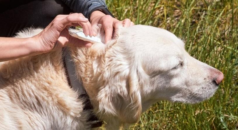 Így készítsd fel a kerted a tavaszi kullancsszezonra: 6 tipp, ami beválhat ellenük!