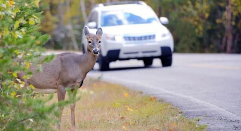 Drasztikusan csökkenhet a vadgázolások száma, ha beválik a most tesztelt eszköz