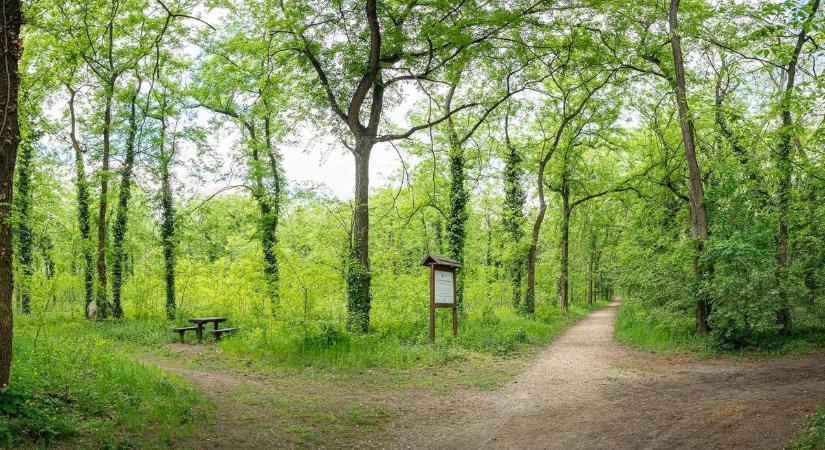 A Péterhalmi-erdő megújításának tervét mutatja be a lakosságnak a Pilisi Parkerdő