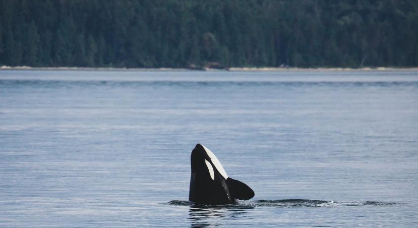 157 kardszárnyú delfin vetődött a szárazföldre Ausztrália partjainál: alig 90 élheti túl