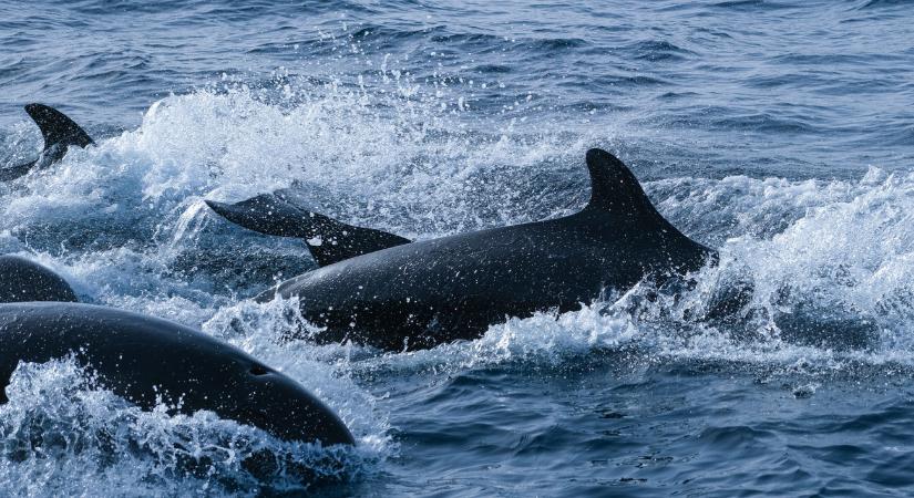 Több mint 150 delfin vetődött partra Ausztráliában, az életükért küzdenek