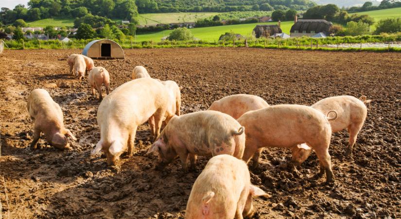 Itt az igazság: meglepő számok láttak napvilágot a magyar állattenyésztésről