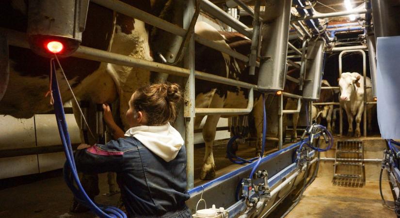 Kirobbanó formában van a hazai állattenyésztés – nagyot bővült a szektor teljesítménye