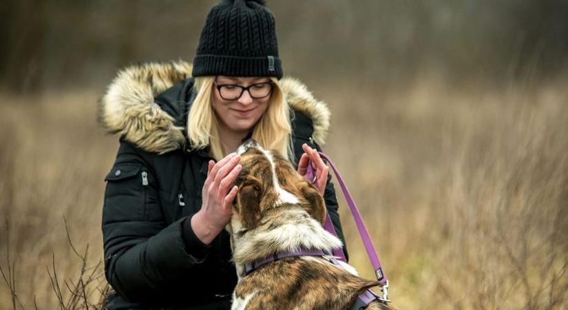 Gazdik, figyelem: elveszett kutyákra utaznak a csalók!