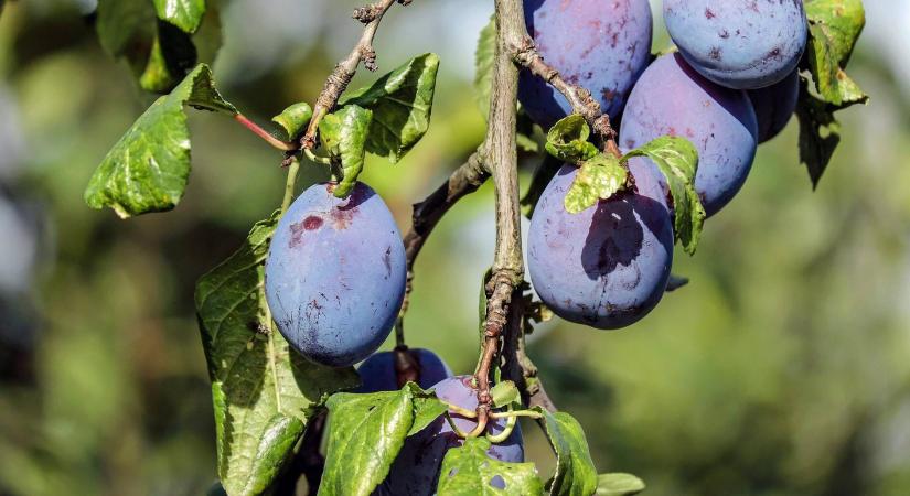 A nagy visszatérő: a szilvatermesztés előnyei