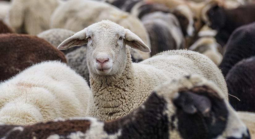 Már nincs újabb gyanú a kiskérődzők pestisére Zalában