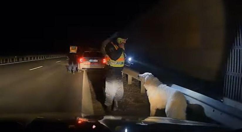 Kutyamentés sötétedés után 8-as főúton: rendőrök is érkeztek a helyszínre - videó