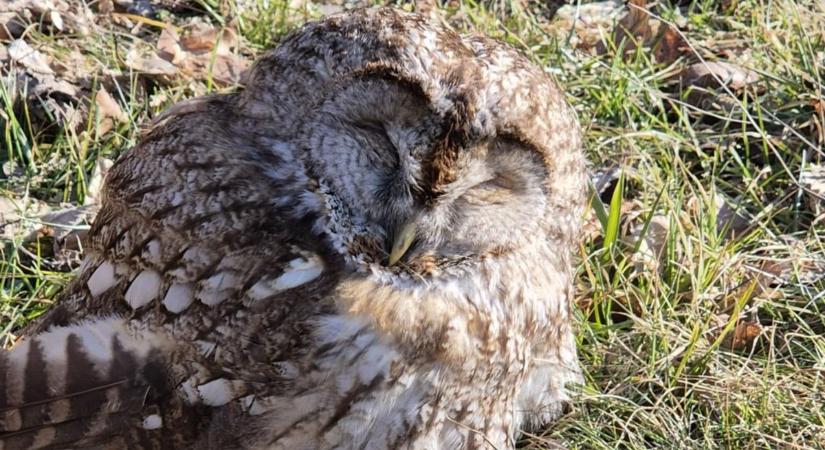 Bakonyi bagolykaland – Héjának nézett, bukósisak méretű kis csoda gubbasztott az út mellett (videó)