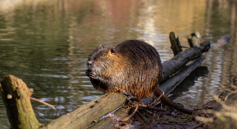 Eredményes védekezés a nutria terjedése ellen Zala vármegyében