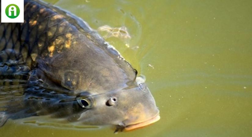 Horgászok, figyelem! Változott a ponty tilalmi ideje a Tisza-tavon