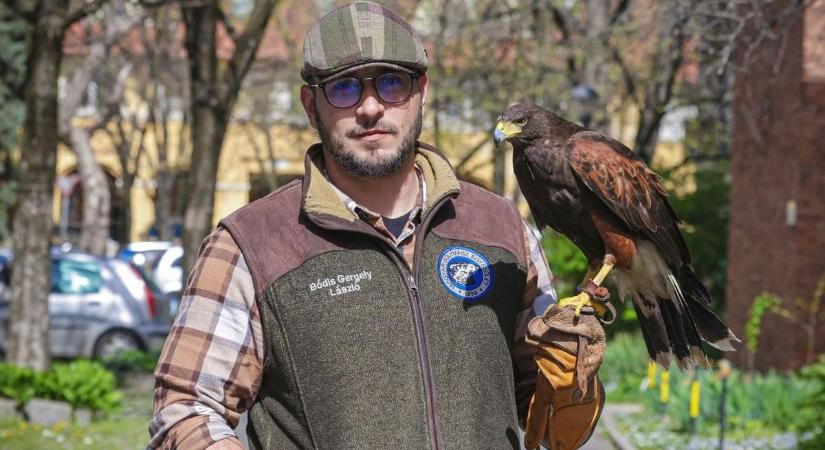 Különleges ragadozó madarat vetnek be Szekszárdon (videóval)