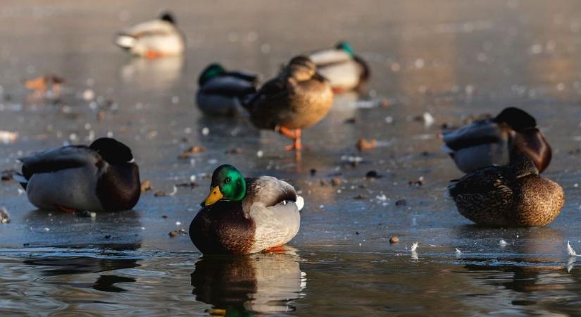 Már nem sokáig várat magára a jobb idő Hajdú-Biharban