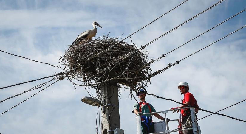 Hamarosan megérkeznek, Baranyában is felkészülten várjuk őket