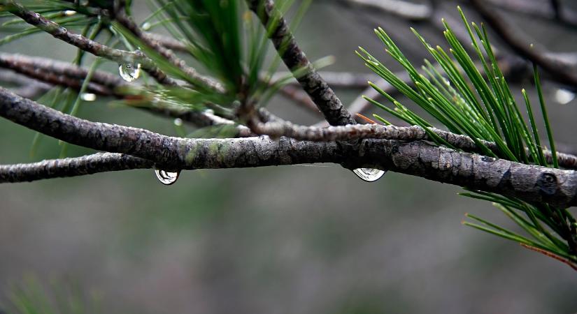 Agrometeorológia: kedvező volt az elmúlt egy hét időjárása a mezőgazdaság számára