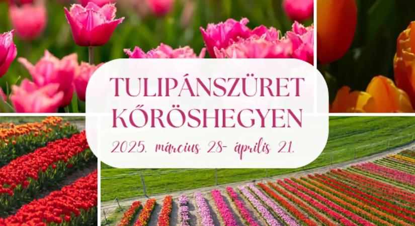 Kőröshegyi Tulipánszüret 2025 – információk, jegyvásárlás