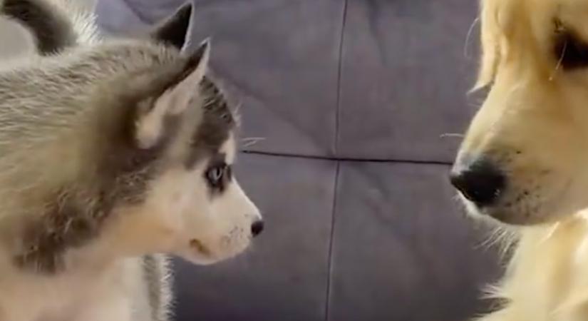 A kölyök husky találkozik a golden retrieverrel: a reakciójuk sokat elárul - Videó