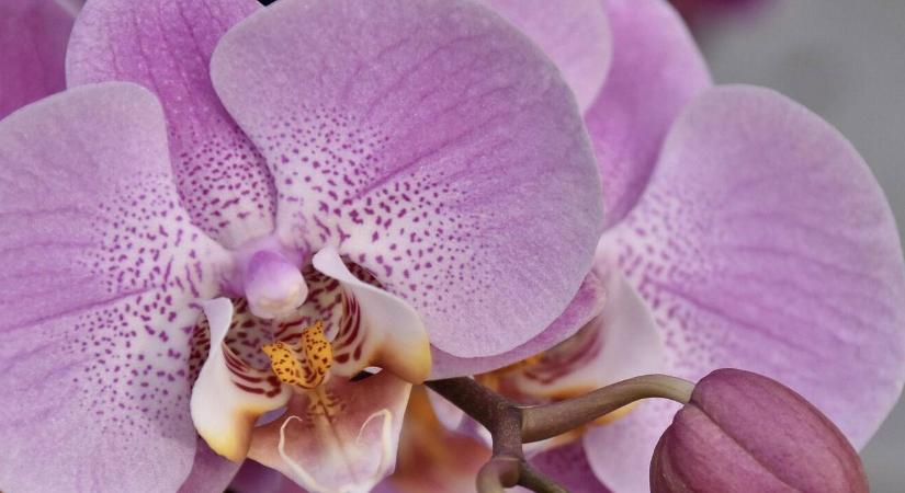 Miért nem virágzik az orchidea? – Hibák és megoldások