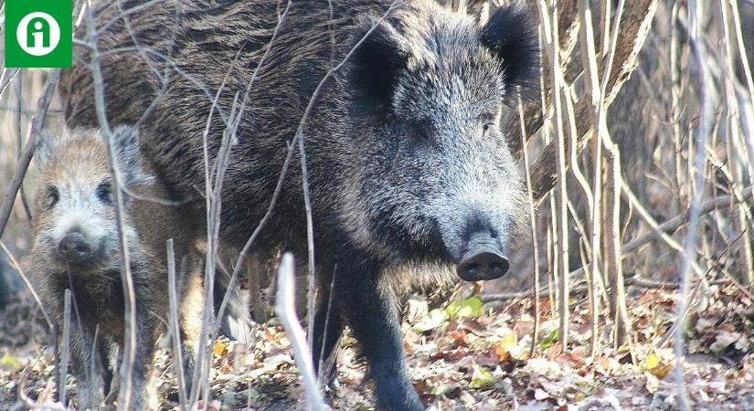 Vadkár: nem jönnek a végrehajtók. Mindenki örülhet?