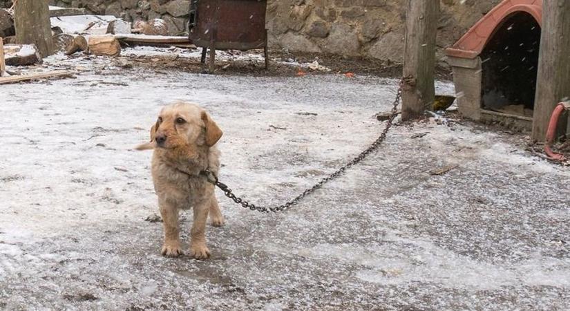 Döbbenet! Fagyban szenvednek a láncra vert kutyák – a szív megszakad