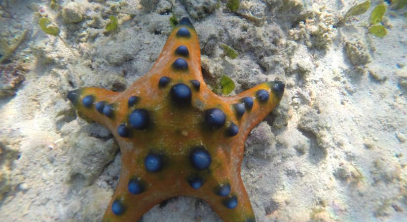 Bunaken - a víz alatti paradicsom maradvànyai