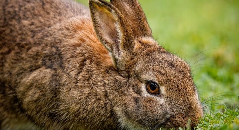 Nagy lendületet kapott a hazai nyúlhús népszerűsítése