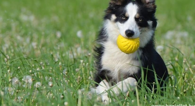 A legnépszerűbb nevek border collie számára