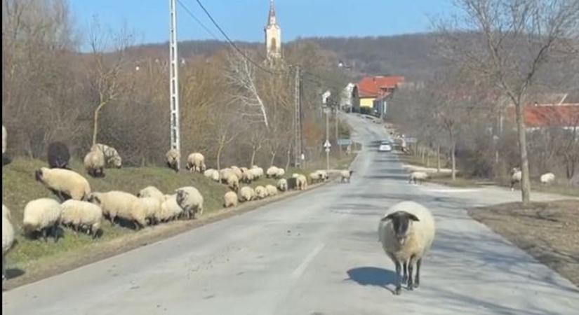 Most tényleg megtörtént: birkák vannak az utakon Pécsen! (VIDEÓ)