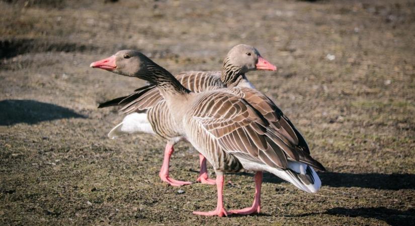 Párba álltak a nyári ludak a Körösvölgyi Állatparkban