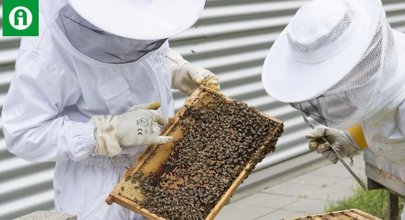 Egyetlen esélye van a magyar méhészetnek a túlélésre