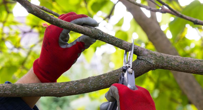 Súlyos hiba a kertben: ezt rontják el a legtöbben a gyümölcsfák metszésekor