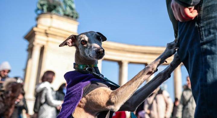 Jelmezbált tartottak a kutyások a Városligetben: a felelős kutyatartást népszerűsítették