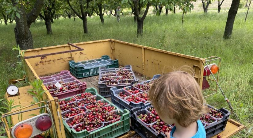 Megelégelték a fővárost, a Mátrába költöztek: lesajnált csodakertet próbál megmenteni a fiatal pár