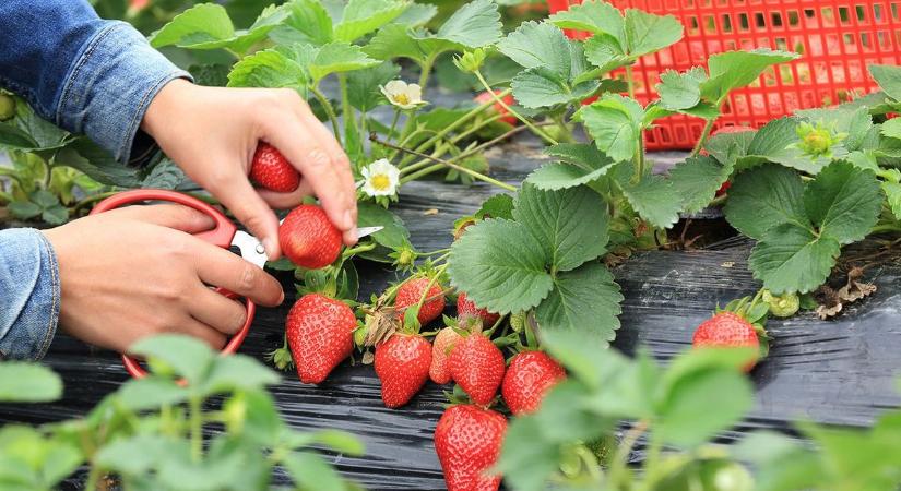 Így lesz idén bőséges epertermésed – ne hagyd ki az ültetés aranyszabályait!