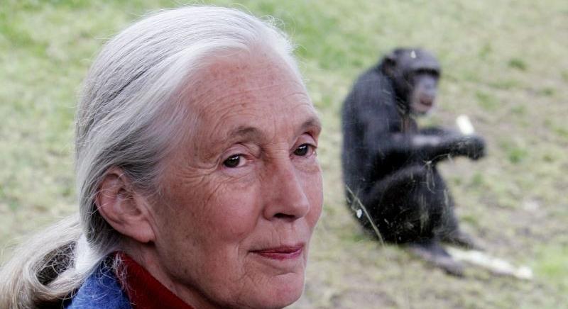 Jane Goodall: a fiatalok a környezetvédelem iránt elkötelezett politikusokat fognak támogatni