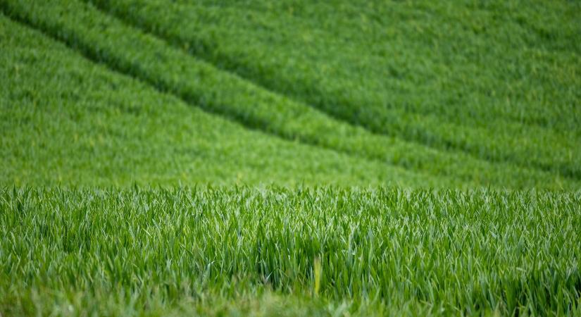 Gyomproblémák és védekezési stratégiák őszi búzában