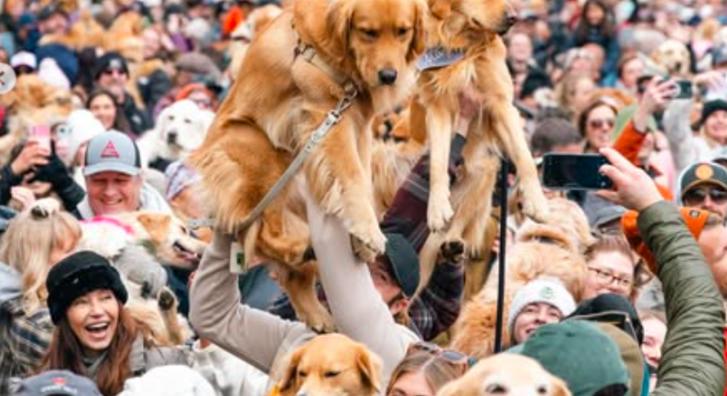 Garantáltan bearanyozzák a napunkat az idei golden retriver-találkozó fotói