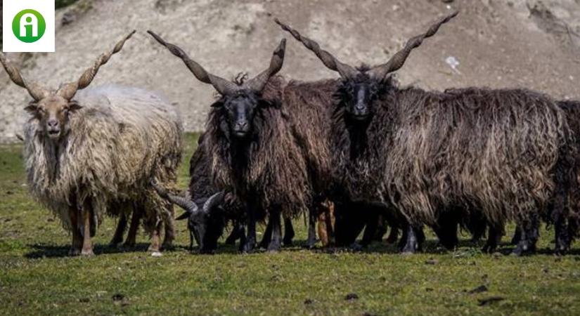 Ismerd meg a rackajuhot, Magyarország egyik legkülönlegesebb juhfajtáját!