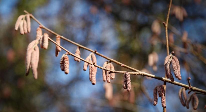 Allergia vagy vírus? - Szakértőt kérdeztük a tipikus tünetekről