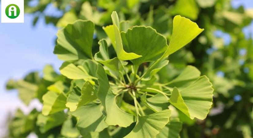 Ginkgo biloba: a természet legyőzhetetlen túlélője