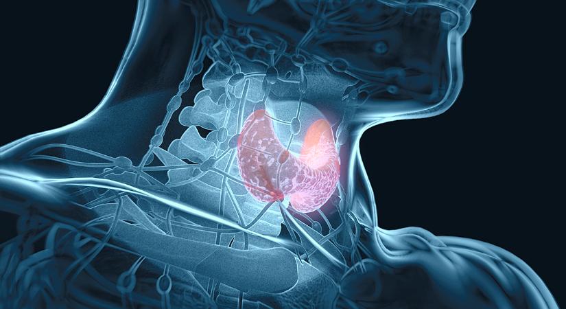 Áttörés az agy pajzsmirigyhormon háztartásának megértésében