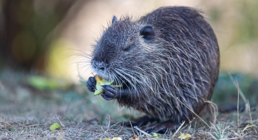 Nutria család Tatán: a fagy sem űzte el őket  videó