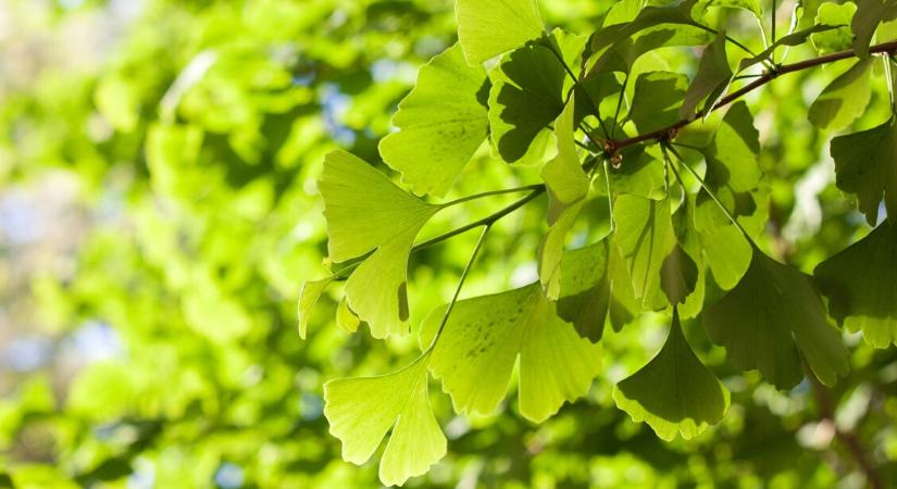 A ginkgo biloba nem várt mellékhatásai: mutatjuk, kinek kell kerülnie