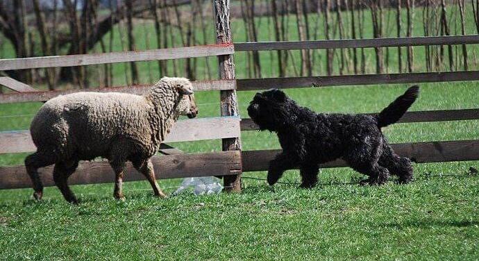 Mérsékelt aktivitási szintű, védelmező, nagyszerű családi kutya: a Bouvier des Flandres. Interjú egy tenyésztővel.