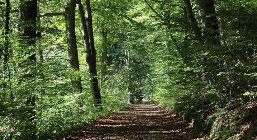 Szlovák-magyar együttműködés született a tölgyerdőkért