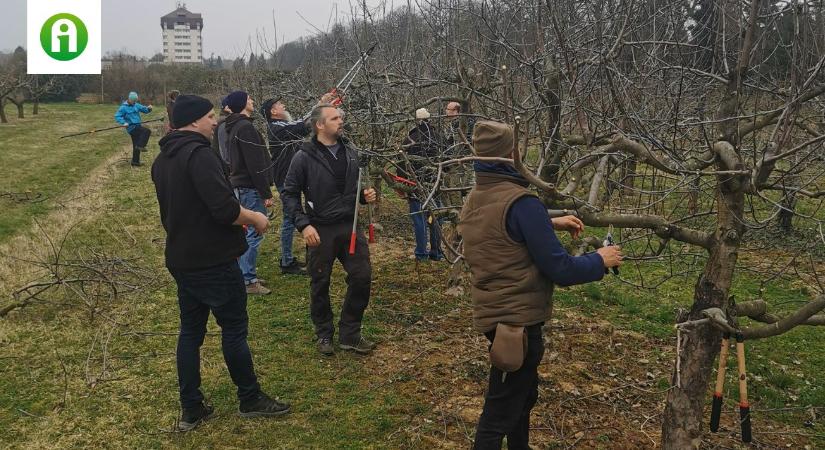 Már Szarvason is elérhető a MATE „Gyümölcsfák metszése” képzése