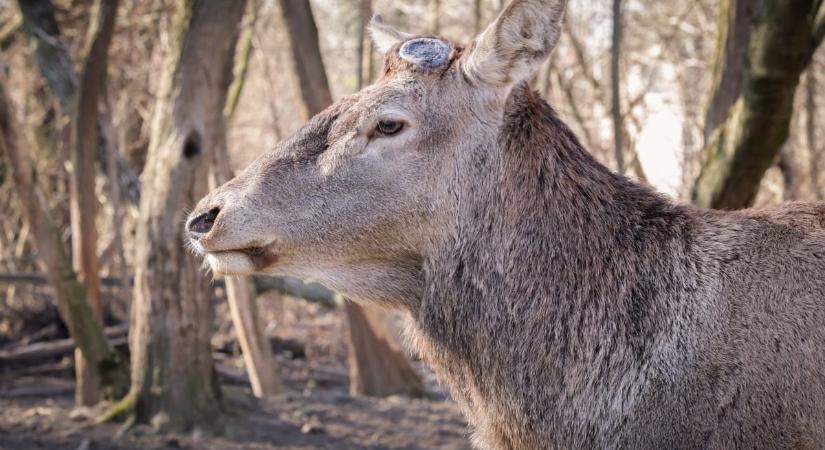 Fél koronás jubileum – tizedszer hullott az agancs!