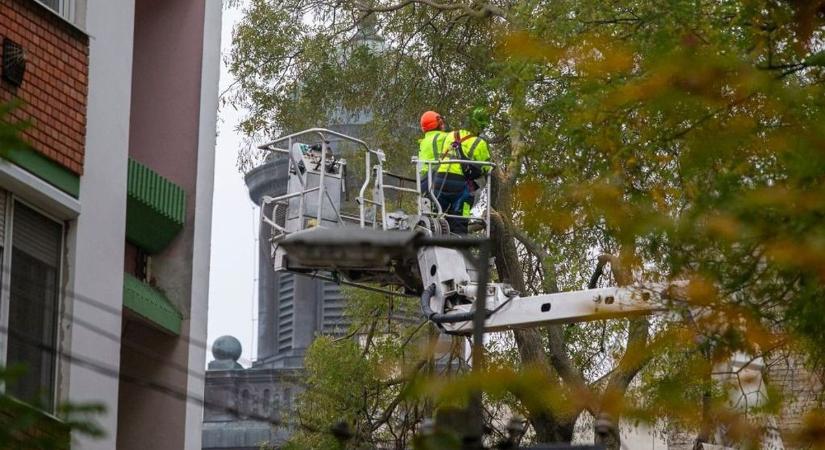 Fagyilkos lepkék pusztíthatják a növényeket, nem is gondolná, ki a felelős ezért